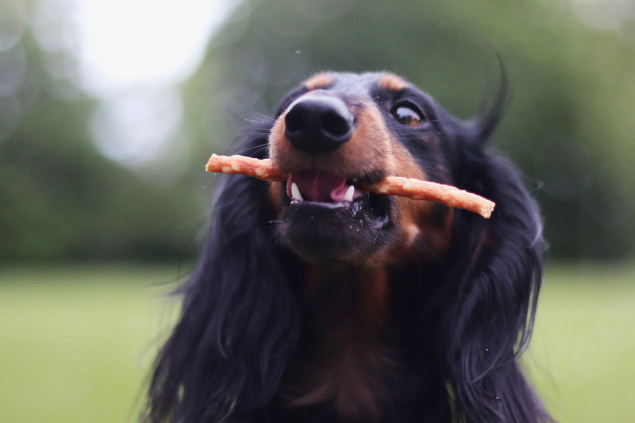 Dackelrüde Yoko präsentiert sein Hähnchen-Reis-Stick