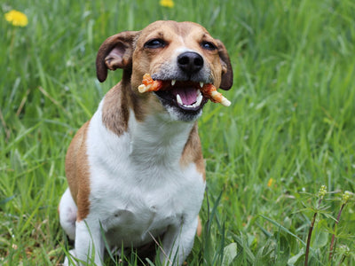 Jack Russell Terrier Smarti freut sich über seinen Kaustick mit Hähnchen
