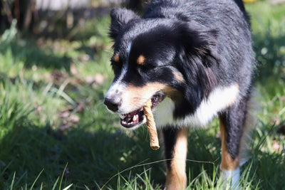 Unsere Australian Shepherd Hündin Bailey liebt die gedrehten Kälberblasen