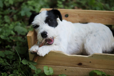 Parson Jack Russel Terrier Cooper kaut gemütlich auf seinem Kalbsziemer