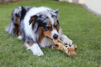 Australian Shepherd Rüde Samu genießt seinen leckeren Straußenknochen mit Sehnen