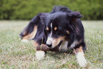 Australian Shepherd Hündin Bailey genießt ihren knackigen Rinderpansen