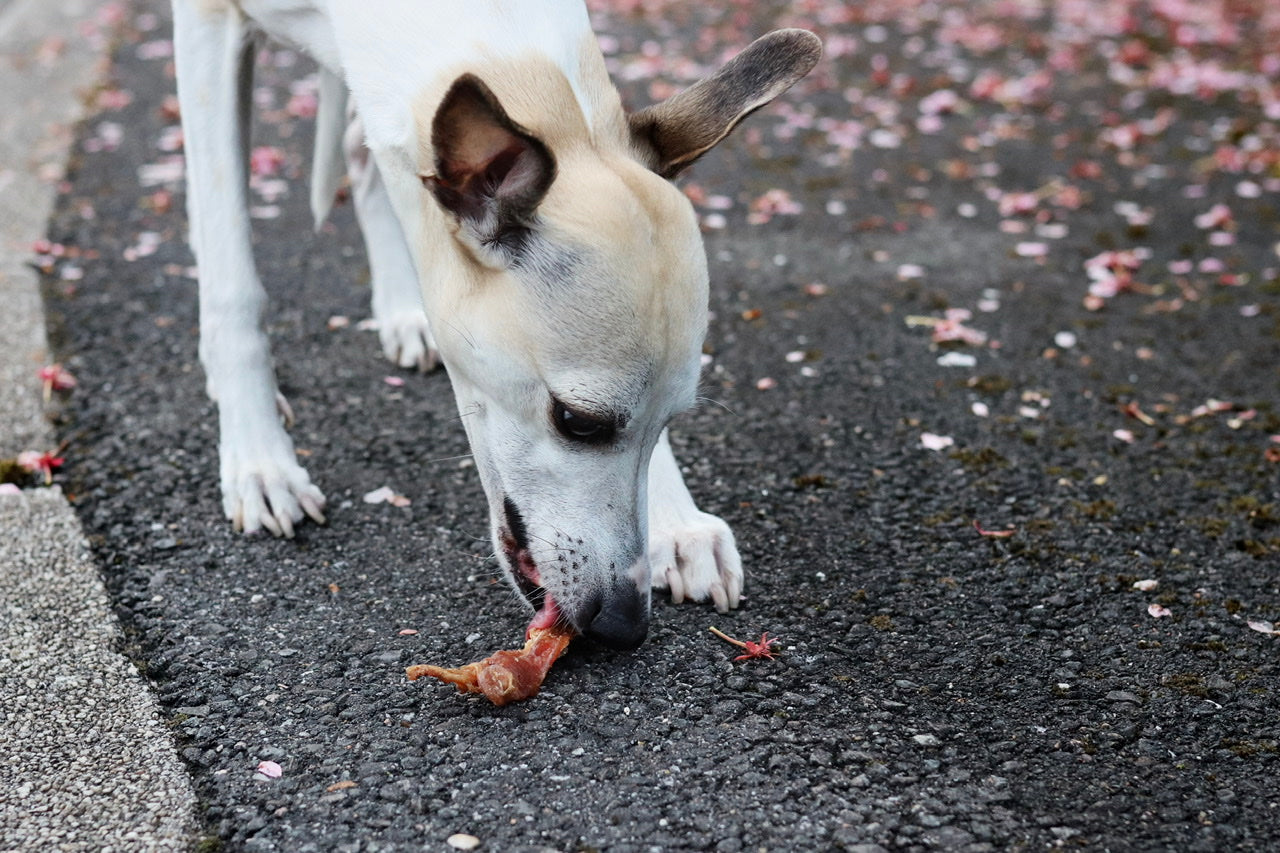 Whippet Hündin Faye snackt ihren leckeren Hühnerfiletstreifen