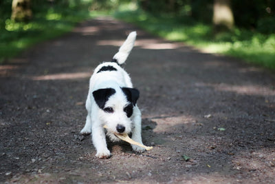 Parson Russell Terrier Rüde Cooper freut sich über seine lange Rindersehne