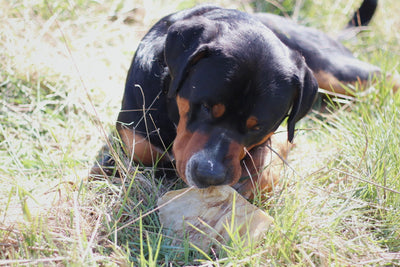 Schweizer Sennenhund Milow freut sich über seine Rinderkopfhautplatte und ist damit länger beschäftigt